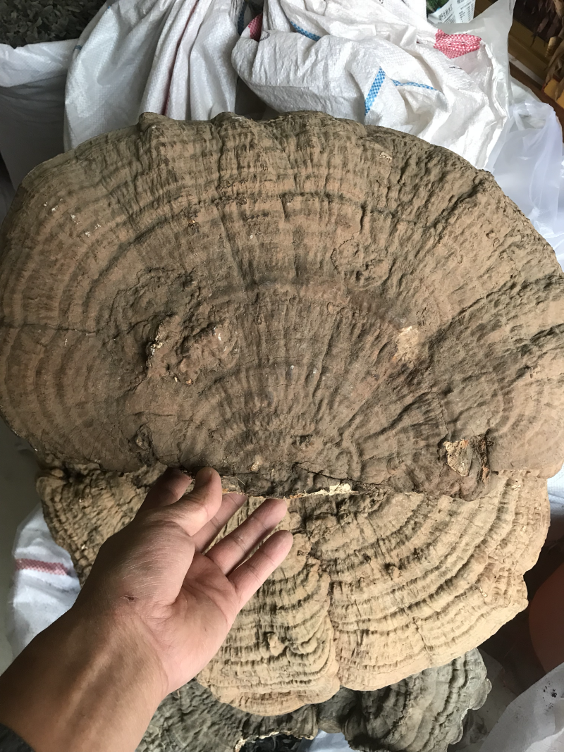 长白山野生平盖灵芝