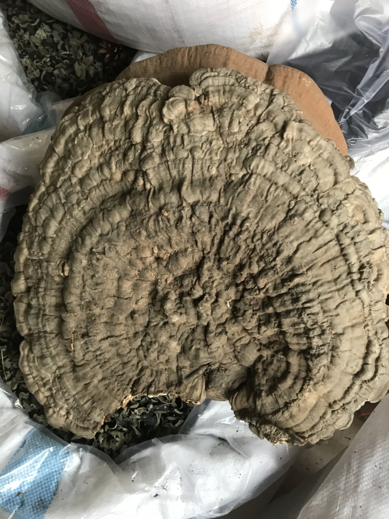 长白山野生平盖灵芝