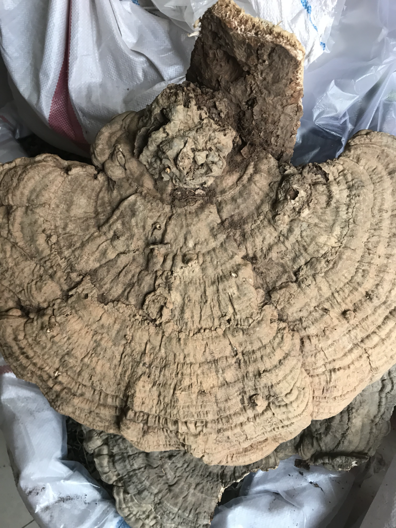 长白山野生平盖灵芝
