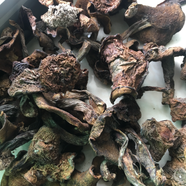 野生松蘑
