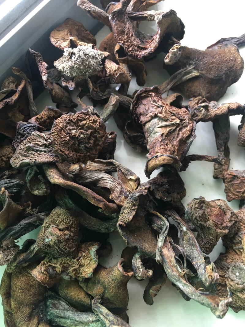 野生松蘑