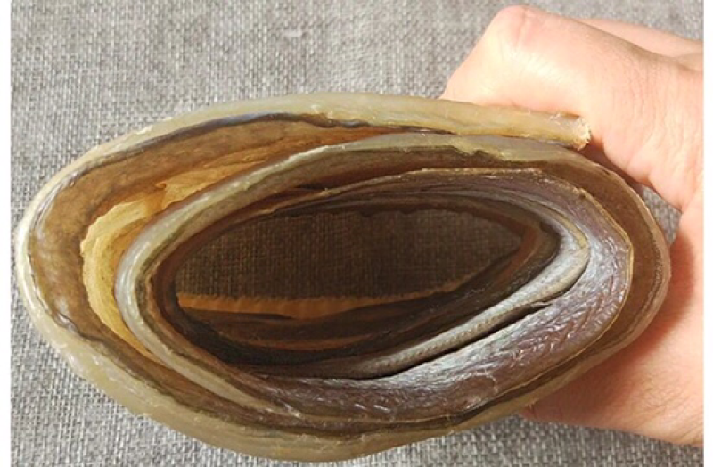 深海鳗鱼干