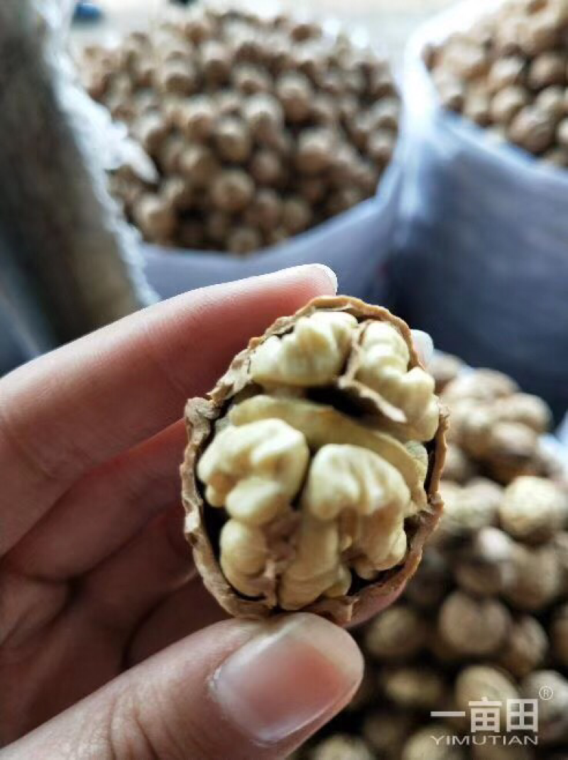 云南核桃直销
