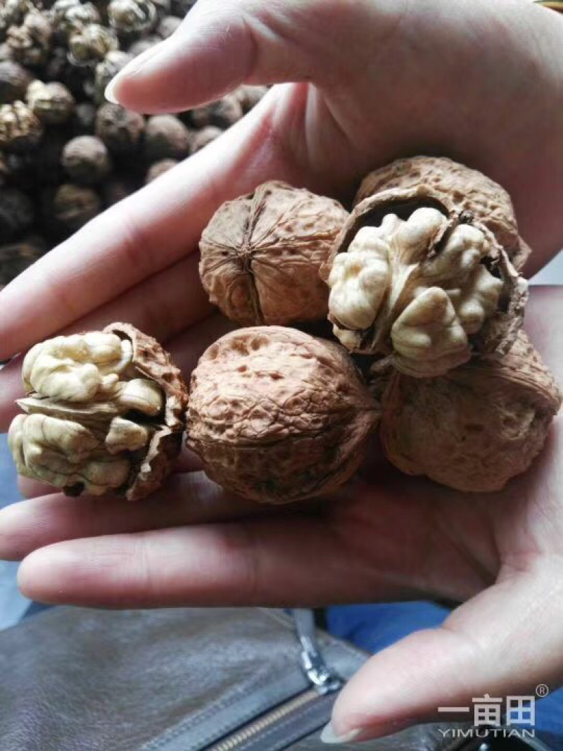 云南核桃直销