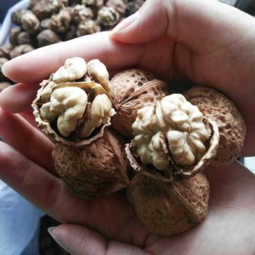 云南核桃直销