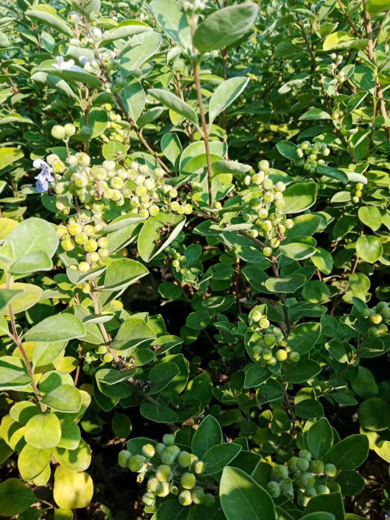 蔓荆子苗江西单叶蔓荆子种苗