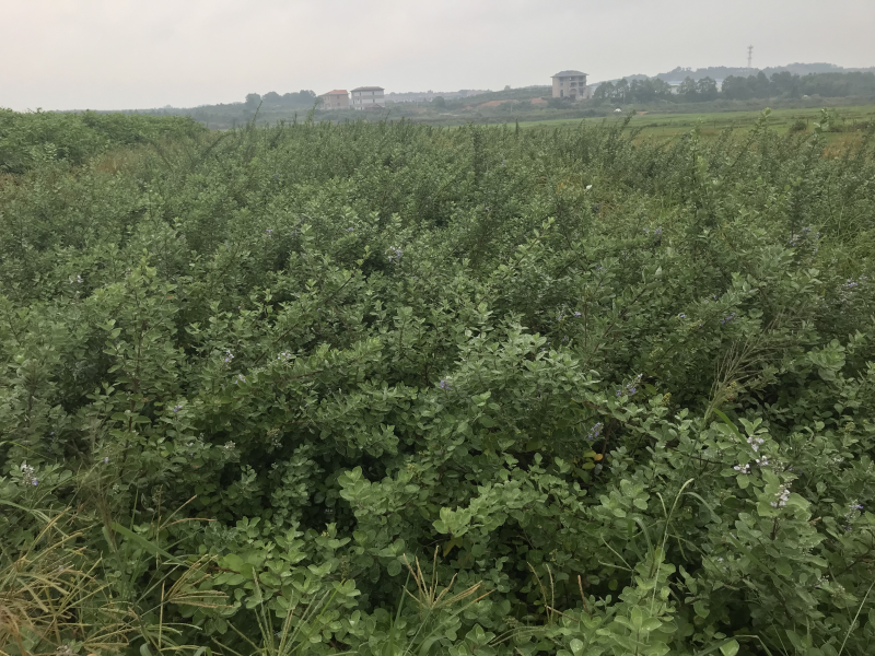 蔓荆子苗江西单叶蔓荆子种苗