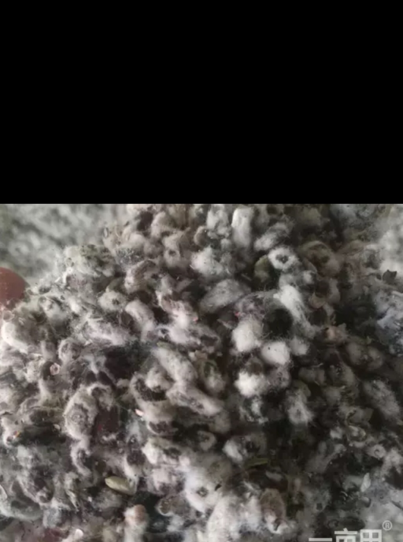新棉籽出售