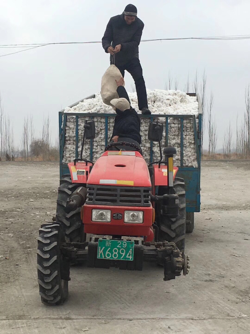 新棉籽出售