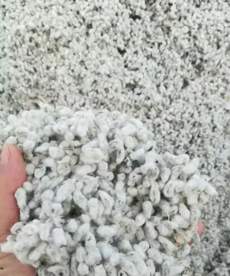 新棉籽出售