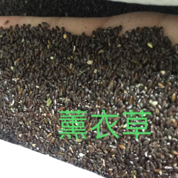 薰衣草种子