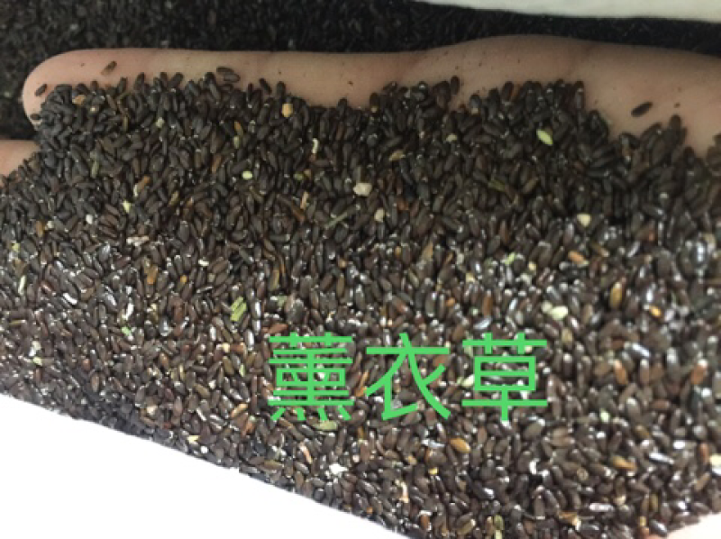 薰衣草种子