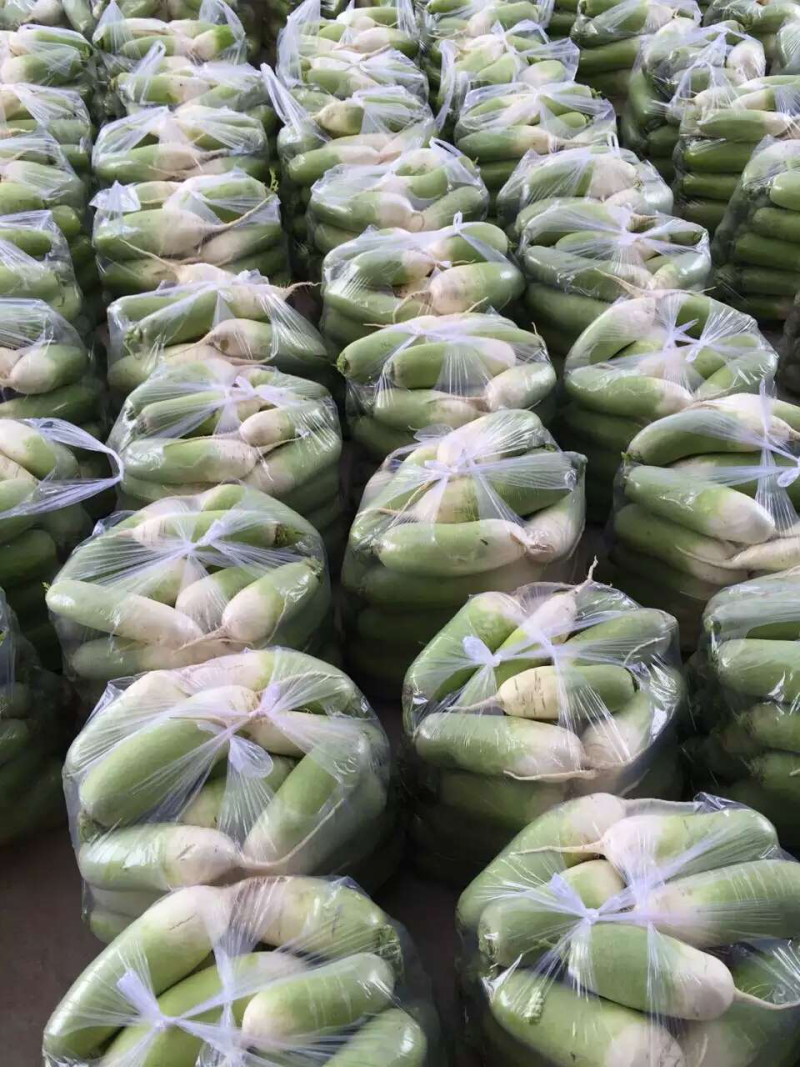 【萝卜】青萝卜精品白萝卜1到2斤大小匀称，整齐，颜色绿，
