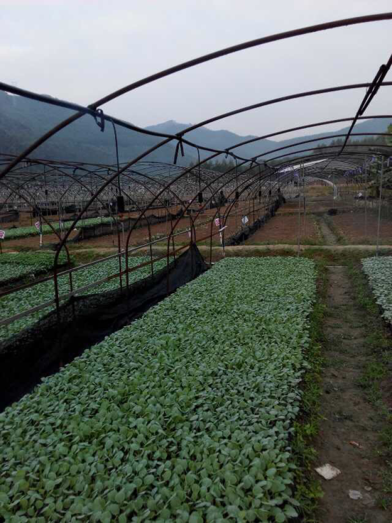 西兰花种苗优质种苗精心培育货源充足质量保证