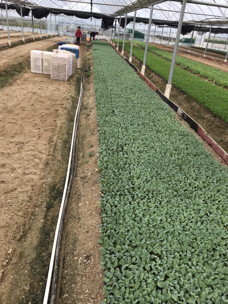 西兰花种苗优质种苗精心培育货源充足质量保证