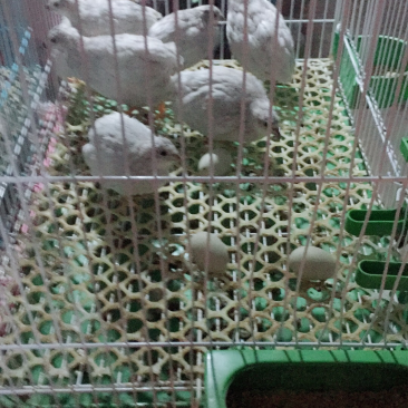 桂花雀肉用商品