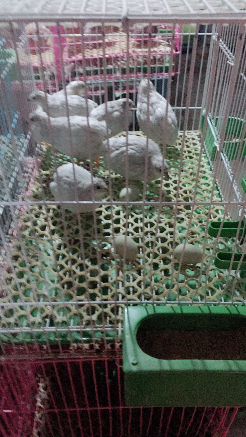 桂花雀肉用商品