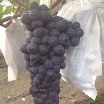 巨峰葡萄