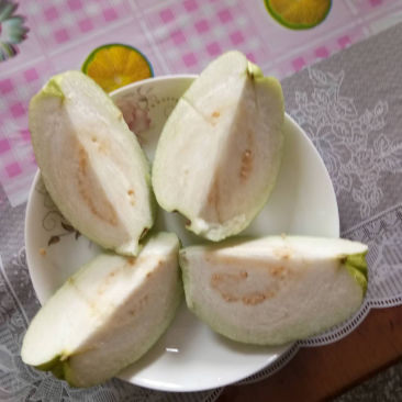 台湾珍珠芭乐苗