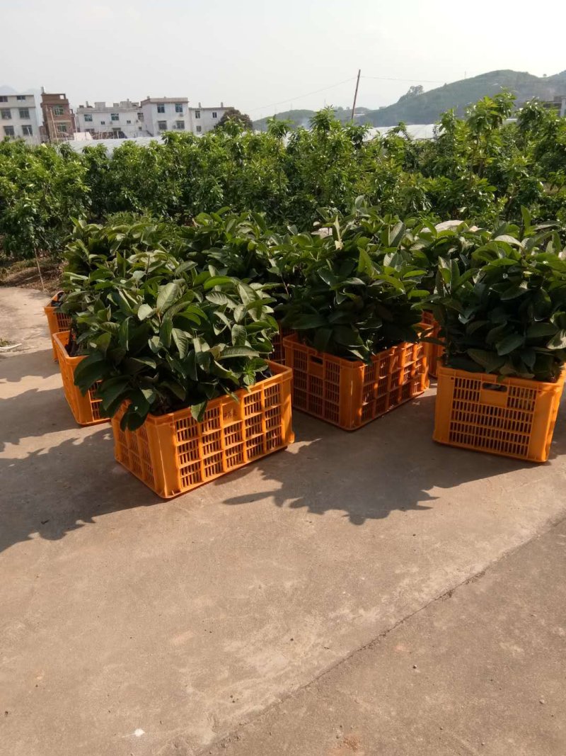 台湾珍珠芭乐苗