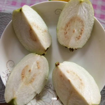 帝王芭乐苗