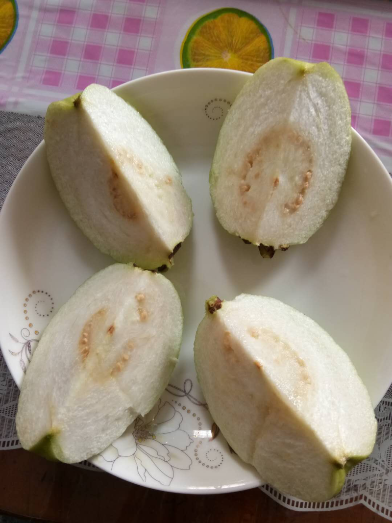 帝王芭乐苗