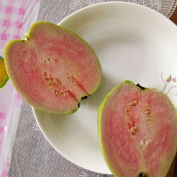 粉红蜜芭乐苗番石榴营养袋苗