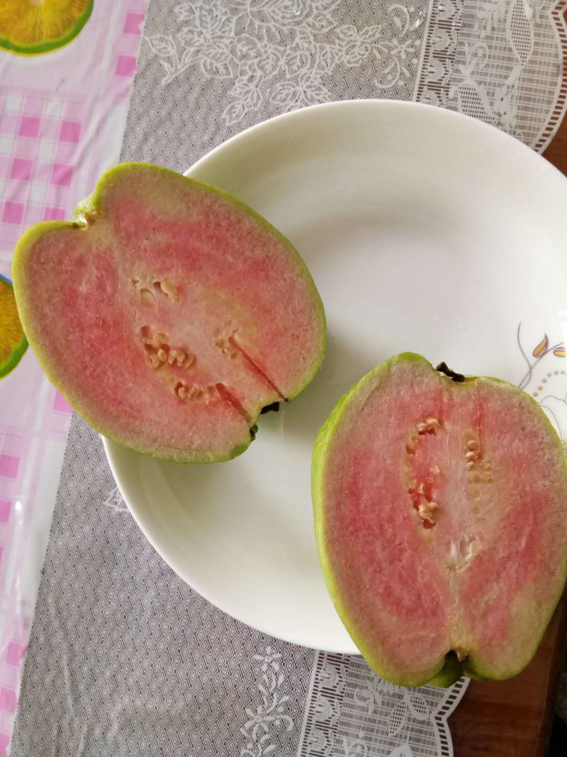 粉红蜜芭乐苗番石榴营养袋苗