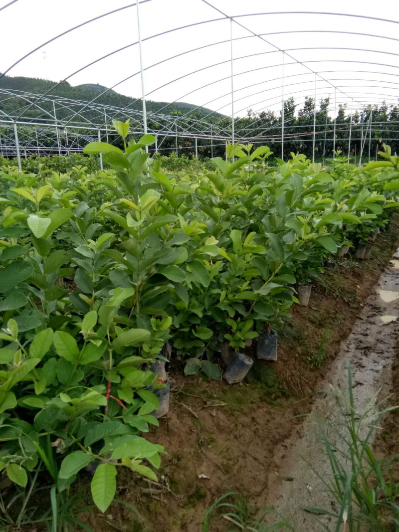 粉红蜜芭乐苗番石榴营养袋苗