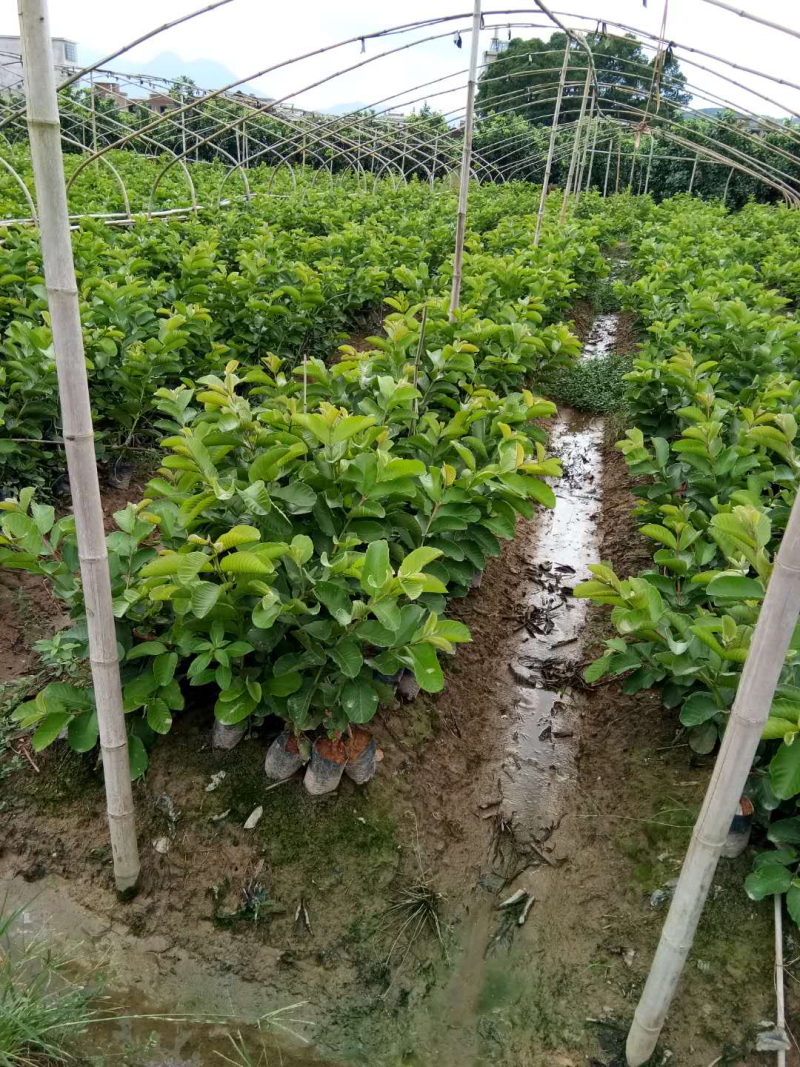 粉红蜜芭乐苗番石榴营养袋苗