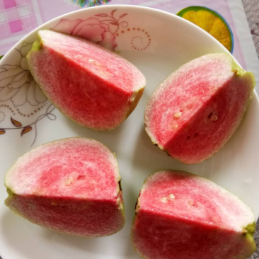 各种品种芭乐苗番石榴苗