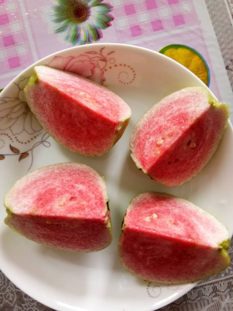 各种品种芭乐苗番石榴苗