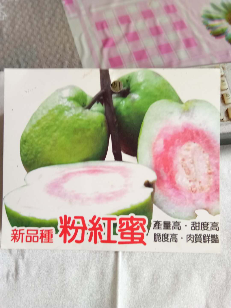各种品种芭乐苗番石榴苗