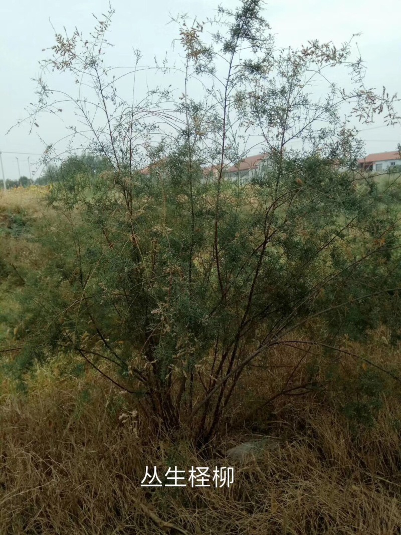 柽柳，红柳，岩松，大量供应，量大从优，欢迎您前来考察！