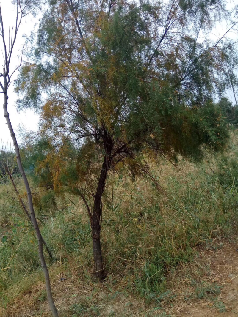 柽柳，红柳，岩松，大量供应，量大从优，欢迎您前来考察！