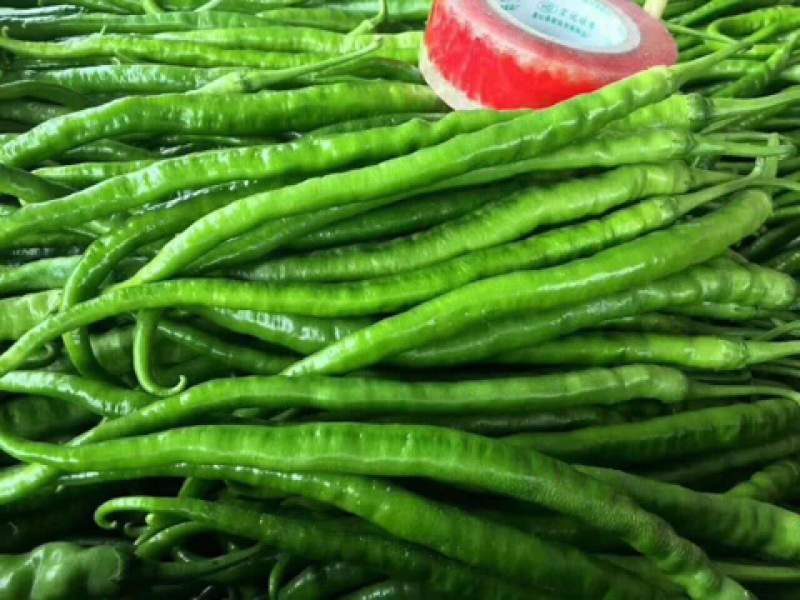 陕西精品二荆条辣椒，大量上市，20～35厘米微辣青