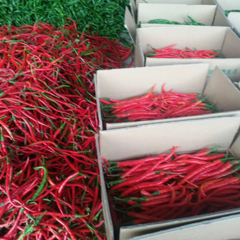 陕西精品二荆条辣椒，大量上市，20～35厘米微辣青