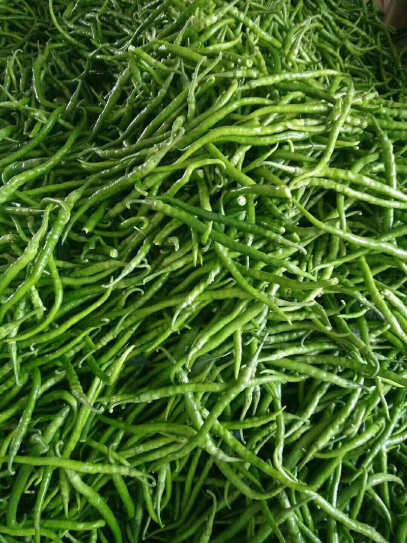 陕西精品二荆条辣椒，大量上市，20～35厘米微辣青