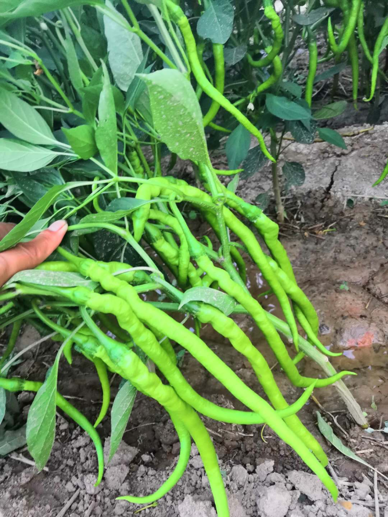 陕西精品二荆条辣椒，大量上市，20～35厘米微辣青