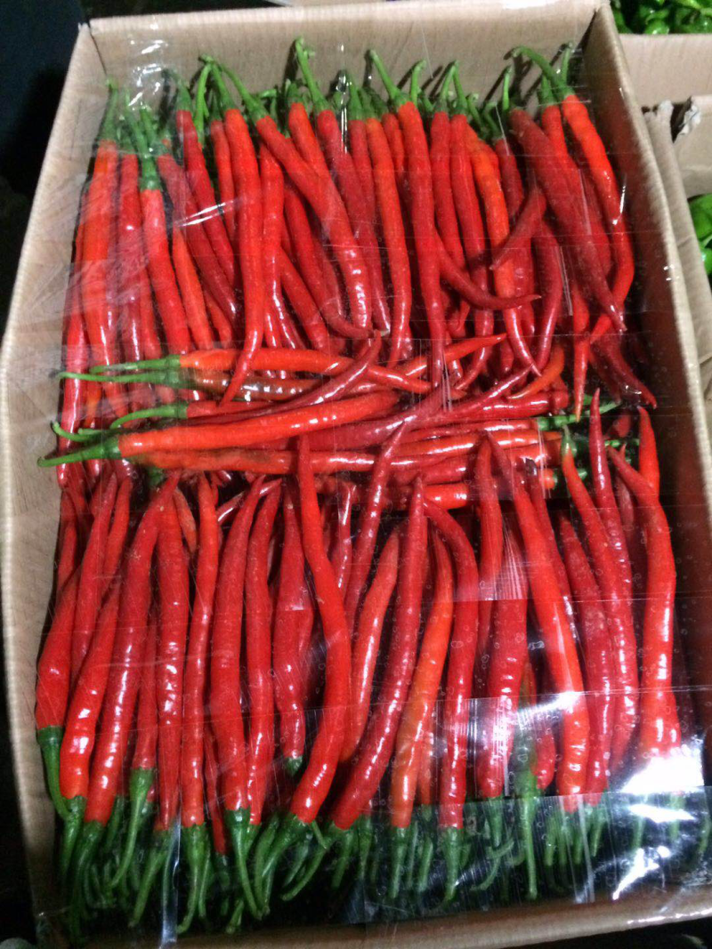 陕西精品二荆条辣椒，大量上市，20～35厘米微辣青