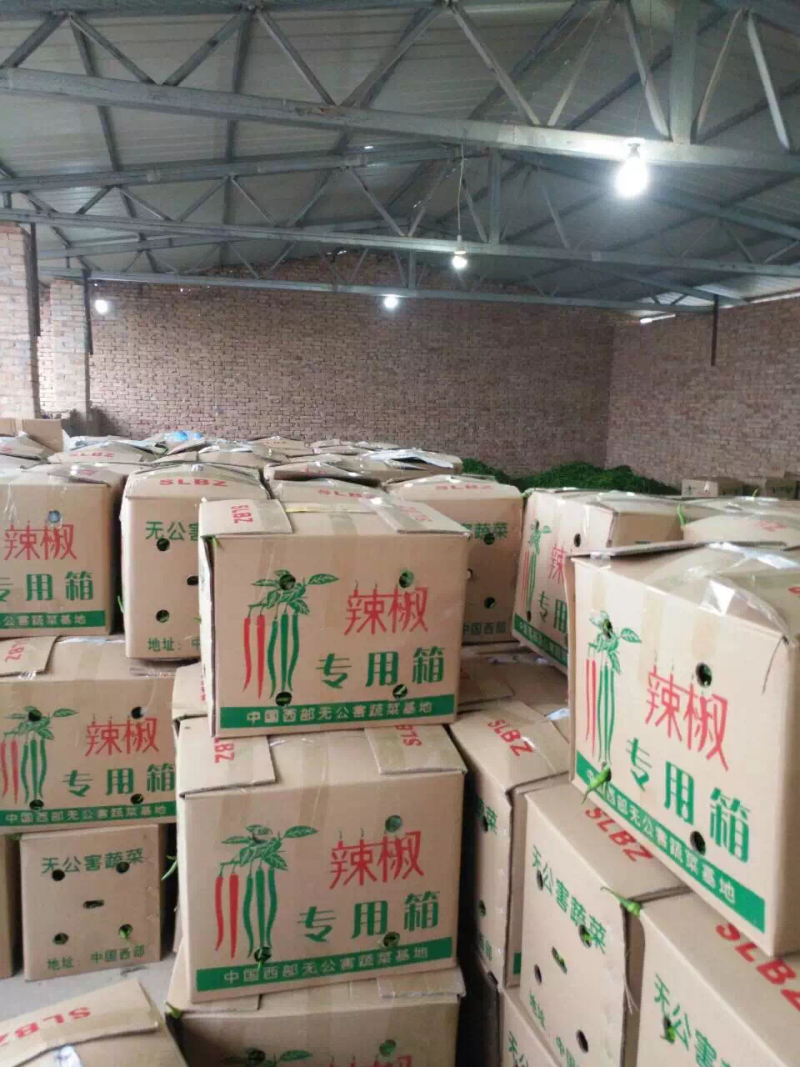陕西精品二荆条辣椒，大量上市，20～35厘米微辣青