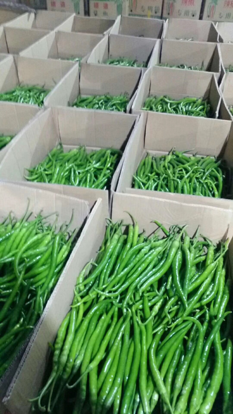 陕西精品二荆条辣椒，大量上市，20～35厘米微辣青