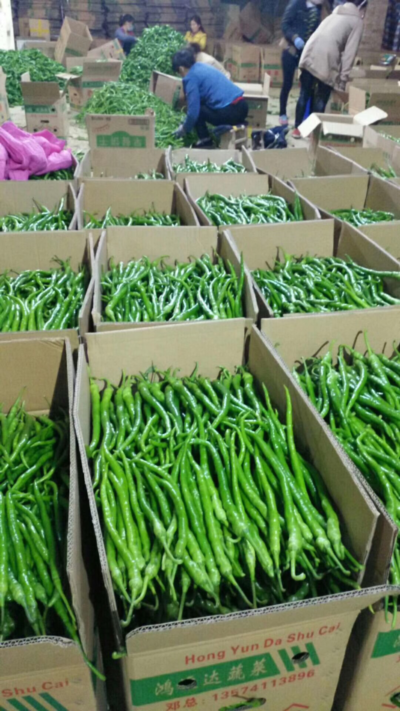 陕西精品二荆条辣椒，大量上市，20～35厘米微辣青