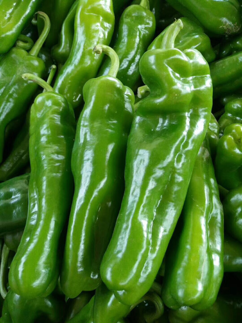 陕西精品二荆条辣椒，大量上市，20～35厘米微辣青