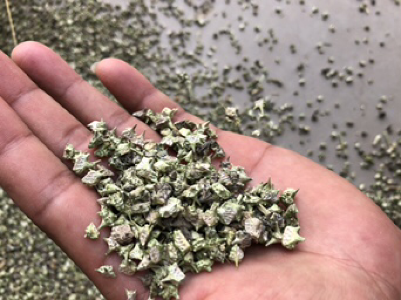 白蒺藜撞刺