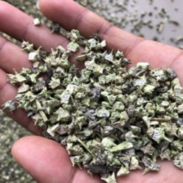 白蒺藜撞刺