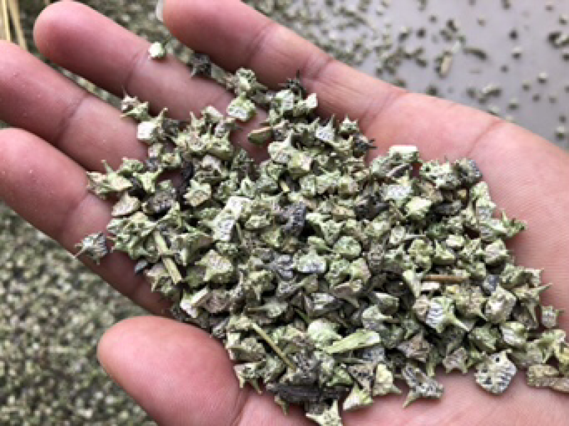 白蒺藜撞刺