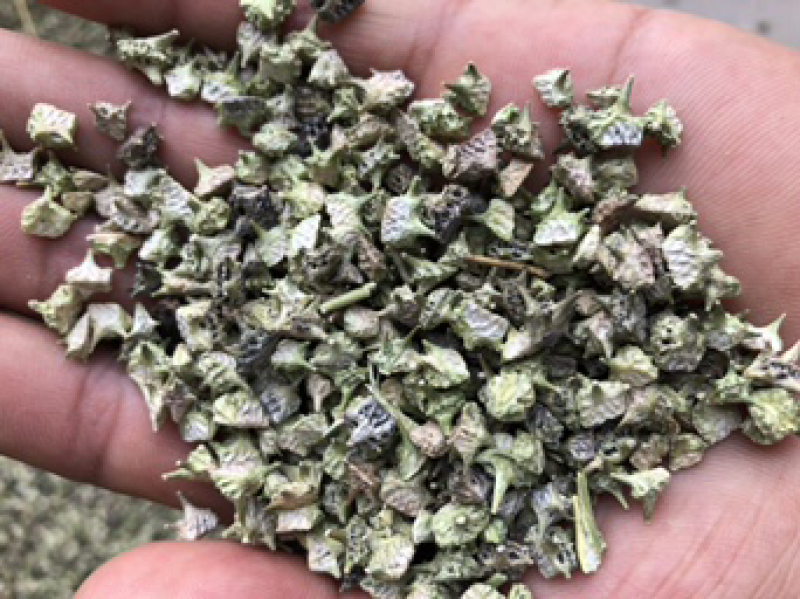 白蒺藜撞刺