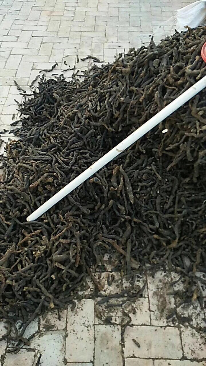 肉苁蓉