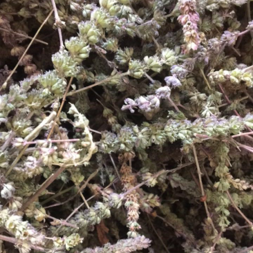 荆芥穗。河北安国地产